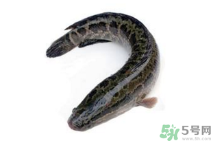 黑魚(yú)怎么洗掉身上的粘液？黑魚(yú)怎么洗才干凈？