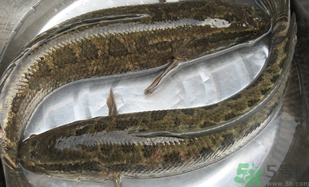 黑魚(yú)怎么洗掉身上的粘液？黑魚(yú)怎么洗才干凈？