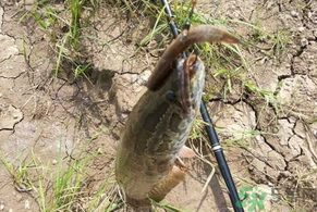 黑魚怎么釣？釣黑魚技巧