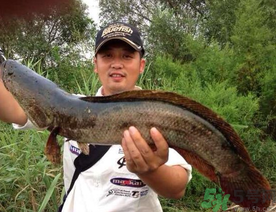 釣黑魚用什么餌？釣黑魚用什么餌最好？