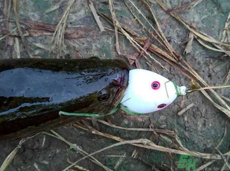 釣黑魚用什么餌？釣黑魚用什么餌最好？