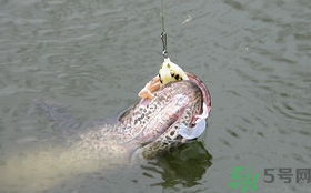 路亞釣黑魚用什么假餌？路亞釣黑魚用什么餌？