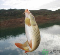 夜釣鯉魚用什么餌料？秋天夜釣鯉魚用什么餌料？