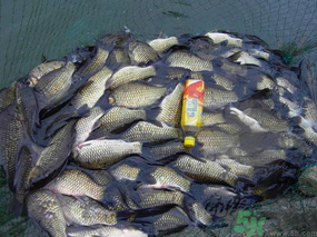 秋天夜釣鯽魚用什么餌料？秋天夜釣鯽魚餌料配方