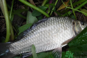 秋天夜釣鯽魚用什么餌料？秋天夜釣鯽魚餌料配方