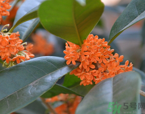桂花可以做什么食物？桂花可以做什么吃的？