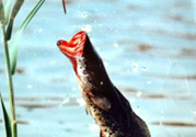 黑魚怎么釣？釣黑魚技巧