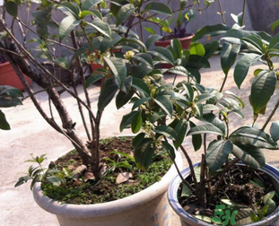 桂花可以做什么？新鮮桂花可以做什么？
