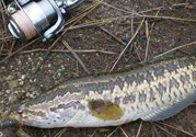 釣黑魚用什么餌？釣黑魚用什么餌最好？