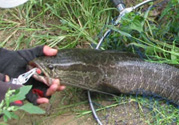 路亞釣黑魚用什么假餌？路亞釣黑魚用什么餌？