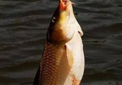 夜釣鯉魚用什么餌料？秋天夜釣鯉魚用什么餌料？