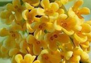 桂花怎么做香水？新鮮桂花怎么做香水？