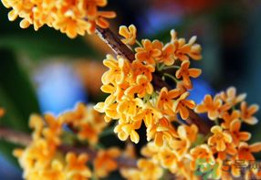 桂花一年開幾次花？桂花是幾月份開花？