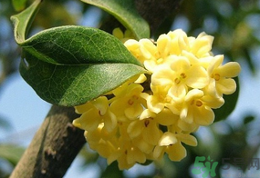 桂花一年開幾次花？桂花是幾月份開花？