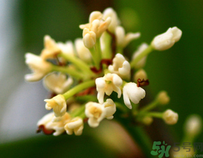 桂花一年開幾次花？桂花是幾月份開花？