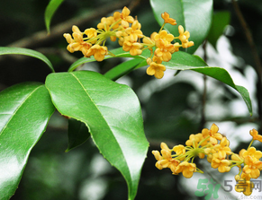  桂花什么季節(jié)開花？桂花什么時(shí)候開花？
