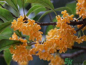  桂花什么季節(jié)開花？桂花什么時(shí)候開花？