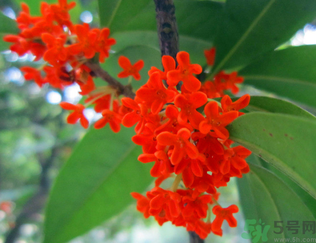  桂花什么季節(jié)開花？桂花什么時(shí)候開花？