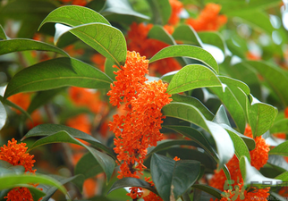 桂花是什么顏色？桂花有幾種顏色？
