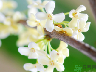 桂花是什么顏色？桂花有幾種顏色？