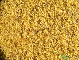 桂花可以做枕頭嗎？桂花做枕頭有什么功效？