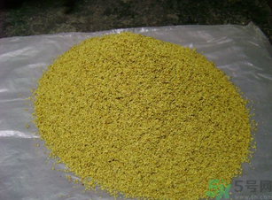 桂花可以做枕頭嗎？桂花做枕頭有什么功效？