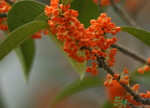 桂花可以做面膜嗎？?桂花面膜制作方法