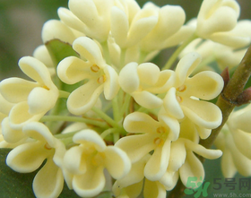 桂花怎么做香水？新鮮桂花怎么做香水？