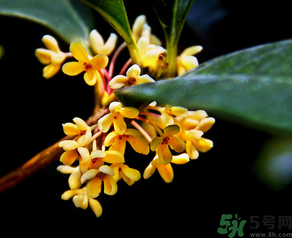 桂花怎么做香水？新鮮桂花怎么做香水？