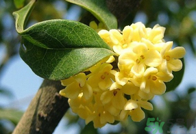 桂花不開(kāi)花是什么原因？桂花不開(kāi)花怎么辦？