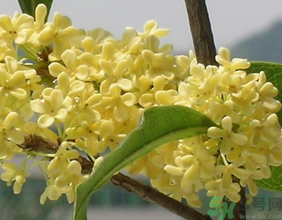 桂花不開(kāi)花是什么原因？桂花不開(kāi)花怎么辦？