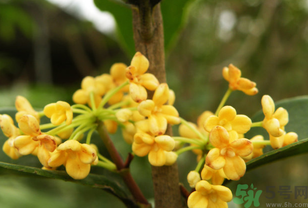 桂花不開(kāi)花是什么原因？桂花不開(kāi)花怎么辦？