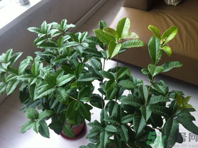 桂花可以放在臥室嗎？桂花放在臥室好嗎？