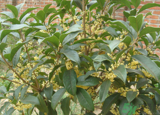 桂花樹(shù)可以種在室內(nèi)嗎？桂花樹(shù)適合在室內(nèi)嗎？