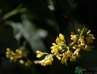 桂花酒的保質(zhì)期是多少？桂花酒過期了能喝嗎？