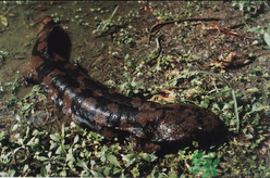 野生娃娃魚多少錢一斤？野生娃娃魚多少錢一條？