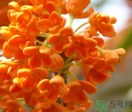 桂花和茶葉能一起泡嗎？桂花能和茶葉一起泡嗎？