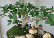 桂花樹可以種在室內(nèi)嗎？桂花樹適合在室內(nèi)嗎？