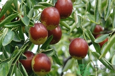 冬棗能泡茶喝嗎？泡茶喝用干冬棗好還是新鮮冬棗好？