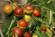 冬棗能泡茶喝嗎？泡茶喝用干冬棗好還是新鮮冬棗好？