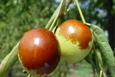 吃冬棗能補(bǔ)血嗎？吃冬棗為什么能補(bǔ)血？