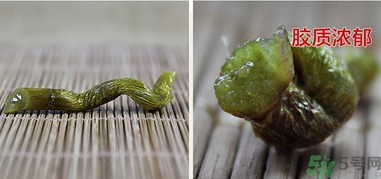 鐵皮楓斗怎么吃？鐵皮楓斗功效與作用