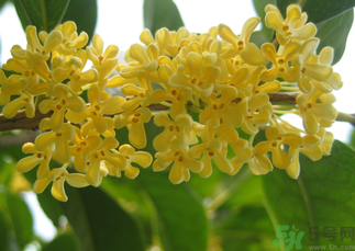 桂花和菊花可以一起泡茶嗎？桂花可以和能一起喝嗎？