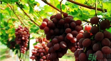 吃紅提會(huì)上火嗎？怎樣吃紅提不上火？