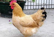 三黃雞多少錢一斤？三黃雞多少錢一只？