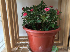 月季花可以放在室內(nèi)嗎？月季花放在室內(nèi)好嗎？