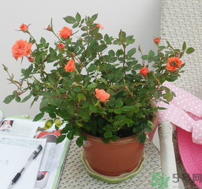 月季花可以放在室內(nèi)嗎？月季花放在室內(nèi)好嗎？