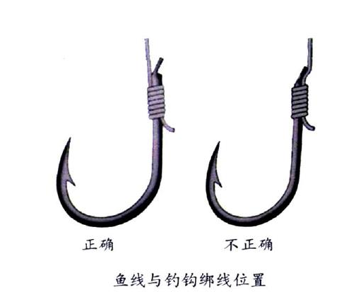釣鯉魚用幾號鉤？釣鯉魚用什么鉤？