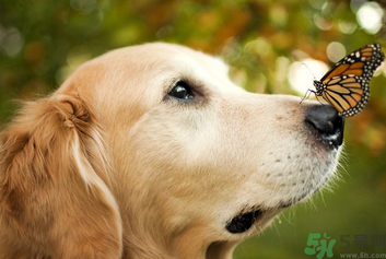 狂犬病的潛伏期最長多長？狗咬了會得狂犬病嗎？