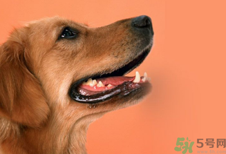 狂犬病的潛伏期最長多長？狗咬了會得狂犬病嗎？